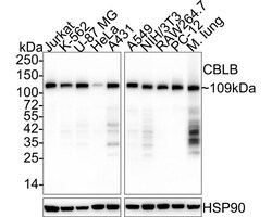 CBLB Antibody (PSH03-49), Novus Biologicals 100 &mu;L; Unconjugated:Antibodies,