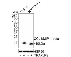 CCL4/MIP-1 beta Antibody (JE33-21), Novus Biologicals 100 &mu;L; Unconjugated:Antibodies,