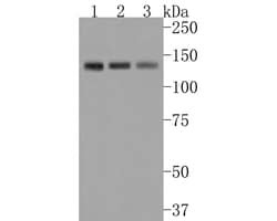 Semaphorin 4D/CD100 Antibody (JE63-21), Novus Biologicals 100 &mu;L; Unconjugated:Antibodies,