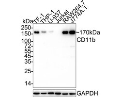 CD11b Antibody (PSH03-96), Novus Biologicals 100 &mu;L; Unconjugated:Antikörper