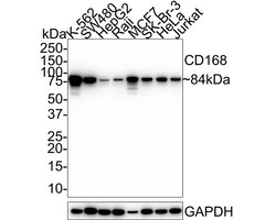 RHAMM/CD168 Antibody (PSH02-16), Novus Biologicals 100 &mu;L; Unconjugated:Antibodies,