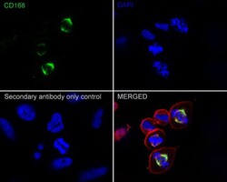 RHAMM/CD168 Antibody (PSH02-16), Novus Biologicals 100 &mu;L; Unconjugated:Antibodies,