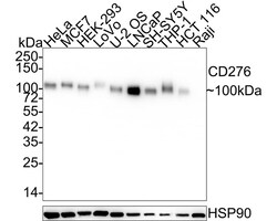 B7-H3/CD276 Antibody (PSH02-46), Novus Biologicals 100 &mu;L; Unconjugated:Antibodies,