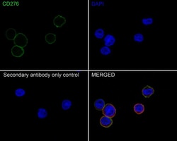 B7-H3/CD276 Antibody (PSH02-46), Novus Biologicals 100 &mu;L; Unconjugated:Antibodies,