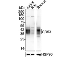 CD53 Antibody (JE60-38), Novus Biologicals 100 &mu;L; Unconjugated:Antibodies,