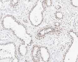 CXXC1 Antibody (PSH01-54), Novus Biologicals 100 &mu;L | Buy Online | Novus Biologicals | Fisher Scientific