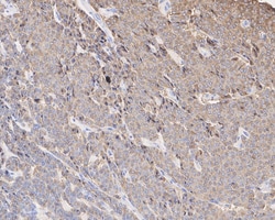 Chromogranin A Antibody (D11-2-R), Novus Biologicals 100 &mu;L; Unconjugated:Antibodies,