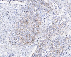 Claudin-1 Antibody (JE30-33), Novus Biologicals 100 &mu;L; Unconjugated:Antibodies,