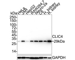 CLIC4 Antibody (JE65-09), Novus Biologicals 100 &mu;L; Unconjugated:Antibodies,
