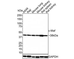 c-Maf Antibody (JE39-57), Novus Biologicals 100 &mu;L; Unconjugated:Antibodies,