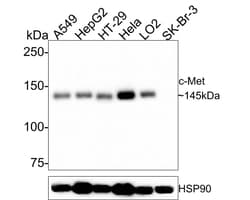 HGFR/c-MET Antibody (A9A4-R), Novus Biologicals 100 &mu;L; Unconjugated:Antibodies,