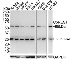 RCOR1/CoREST Antibody (JE35-15), Novus Biologicals 100 &mu;L; Unconjugated:Antibodies,