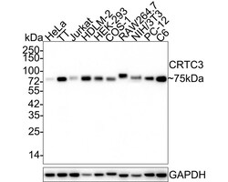 TORC3/CRTC3 Antibody (JE63-18), Novus Biologicals 100 &mu;L; Unconjugated:Antibodies,