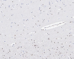 TORC3/CRTC3 Antibody (JE63-18), Novus Biologicals 100 &mu;L; Unconjugated:Antibodies,