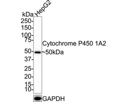 Cytochrome P450 1A2 Antibody (JE39-22), Novus Biologicals 100 &mu;L; Unconjugated:Antibodies,
