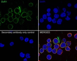 TRAILR3/TNFRSF10C Antibody (JE58-51), Novus Biologicals 100 &mu;L; Unconjugated:Antibodies,