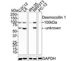 Desmocollin-1 Antibody (JE66-57), Novus Biologicals 100 &mu;L; Unconjugated:Antibodies,