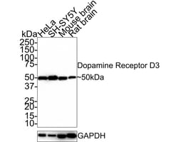 Dopamine D3R/DRD3 Antibody (JE33-33), Novus Biologicals 100 &mu;L; Unconjugated:Antibodies,