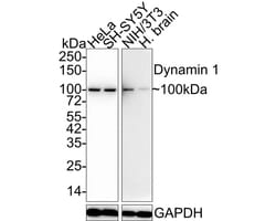Dynamin Antibody (A1B2-R), Novus Biologicals 100 &mu;L; Unconjugated:Anticorps,