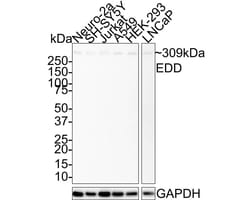 UBR5/EDD Antibody (JE38-53), Novus Biologicals 100 &mu;L; Unconjugated:Antibodies,