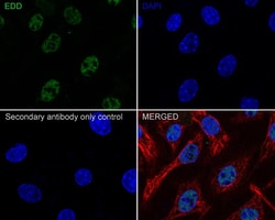 UBR5/EDD Antibody (JE38-53), Novus Biologicals 100 &mu;L; Unconjugated:Antibodies,