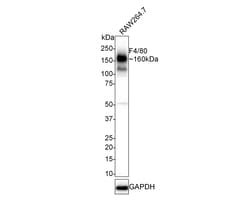 F4/80 Antibody (PSH01-87), Novus Biologicals 100 &mu;L; Unconjugated:Antibodies,