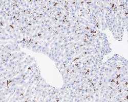 F4/80 Antibody (PSH01-87), Novus Biologicals 100 &mu;L; Unconjugated:Antibodies,