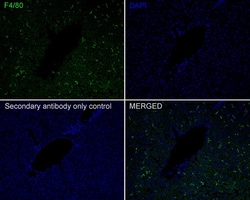 F4/80 Antibody (PSH01-87), Novus Biologicals 100 &mu;L; Unconjugated:Antibodies,