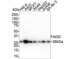 FADD Antibody (PSH01-13), Novus Biologicals 100 &mu;L; Unconjugated:Antibodies,