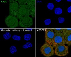 FADD Antibody (PSH01-13), Novus Biologicals 100 &mu;L; Unconjugated:Antibodies,
