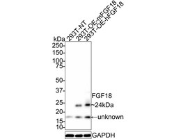 FGF18 Antibody (PSH01-24), Novus Biologicals 100 &mu;L; Unconjugated:Antibodies,