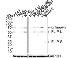 FLIP Antibody (PSH01-95), Novus Biologicals 100 &mu;L; Unconjugated:Anticorps,