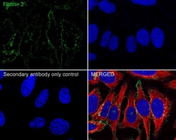 Flotillin 2 Antibody (PSH03-41), Novus Biologicals 100 &mu;L; Unconjugated:Antibodies,