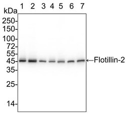 Flotillin 2 Antibody (PSH03-41), Novus Biologicals 100 &mu;L; Unconjugated:Antibodies,