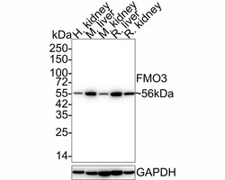 FMO3 Antibody (JE55-13), Novus Biologicals 100 &mu;L; Unconjugated:Antibodies,