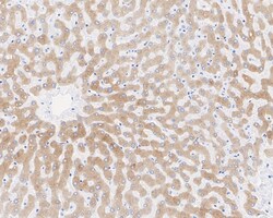 FMO3 Antibody (JE55-13), Novus Biologicals 100 &mu;L; Unconjugated:Antibodies,