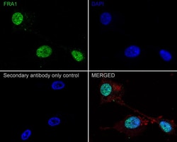 FRA-1/FOSL1 Antibody (JE33-20), Novus Biologicals 100 &mu;L; Unconjugated:Antibodies,