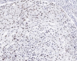 FRA-1/FOSL1 Antibody (JE33-20), Novus Biologicals 100 &mu;L; Unconjugated:Antibodies,