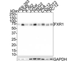 FXR1 Antibody (JE40-57), Novus Biologicals 100 &mu;L; Unconjugated:Antibodies,