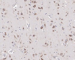 FXR1 Antibody (JE40-57), Novus Biologicals 100 &mu;L; Unconjugated:Antibodies,