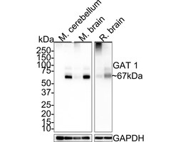 GAT-1/SLC6A1 Antibody (JE34-61), Novus Biologicals 100 &mu;L; Unconjugated:Antibodies,