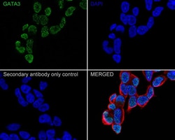 GATA-3 Antibody (A3G3-R), Novus Biologicals 100 &mu;L | Buy Online | Novus Biologicals | Fisher Scientific