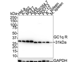 HABP1/C1QBP/GC1q R Antibody (A8F4-R), Novus Biologicals 100 &mu;L; Unconjugated:Antibodies,