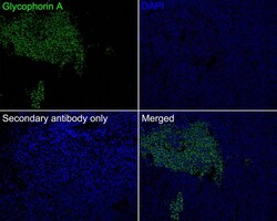 Glycophorin A Antibody (JE32-24), Novus Biologicals 100 &mu;L; Unconjugated:Anticorps,