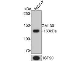 GM130/GOLGA2 Antibody (JE42-53), Novus Biologicals 100 &mu;L; Unconjugated:Antibodies,