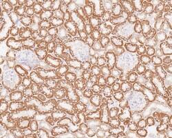 GM130/GOLGA2 Antibody (JE42-53), Novus Biologicals 100 &mu;L; Unconjugated:Antibodies,