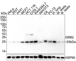 GRB2 Antibody (JE49-73), Novus Biologicals 100 &mu;L; Unconjugated:Antibodies,