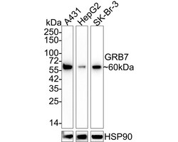 GRB7 Antibody (JE50-05), Novus Biologicals 100 &mu;L; Unconjugated:Antibodies,