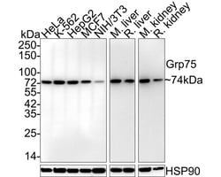GRP75/HSPA9B/Mortalin Antibody (6-A9-R), Novus Biologicals 100 &mu;L; Unconjugated:Antibodies,