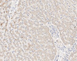 GRP75/HSPA9B/Mortalin Antibody (6-A9-R), Novus Biologicals 100 &mu;L; Unconjugated:Antibodies,